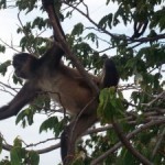 monkey in Archipielago las Isleta on Lake Nicaragua